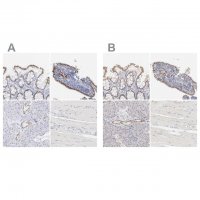Anti-ELF3 antibody produced in rabbit