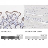Anti-ELF3 antibody produced in rabbit