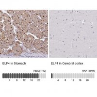 Anti-ELF4 antibody produced in rabbit 