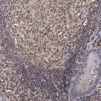Anti-ELK3 antibody produced in rabbit