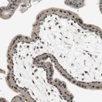 Anti-ELOA antibody produced in rabbit 