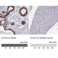 Anti-ELOVL5 antibody produced in rabbit 
