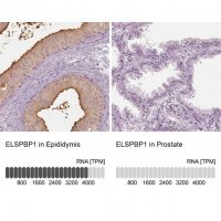 Anti-ELSPBP1 antibody produced in rabbit 