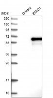 Anti-EMID1 antibody produced in rabbit 