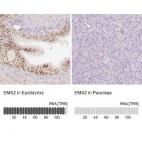 Anti-EMX2 antibody produced in rabbit 