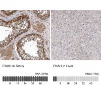 Anti-ENAH antibody produced in rabbit