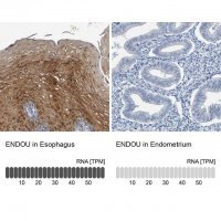 Anti-ENDOU antibody produced in rabbit 
