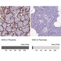 Anti-ENG antibody produced in rabbit 
