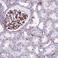 Anti-ENG antibody produced in rabbit 