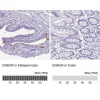 Anti-ENKUR antibody produced in rabbit 