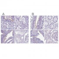 Anti-ENKUR antibody produced in rabbit