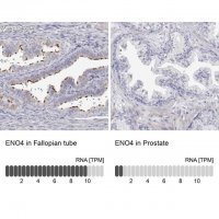 Anti-ENO4 antibody produced in rabbit 