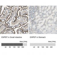 Anti-ENPEP antibody produced in rabbit 