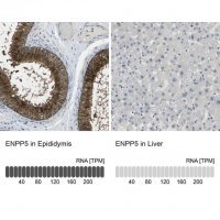 Anti-ENPP5 antibody produced in rabbit 