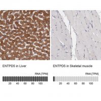 Anti-ENTPD5 antibody produced in rabbit HPA002927-100UL