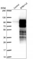 Anti-EPB41L5 antibody produced in rabbit 