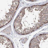 Anti-EPB41L5 antibody produced in rabbit 