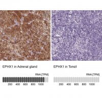 Anti-EPHX1 antibody produced in rabbit