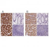 Anti-EPHX1 antibody produced in rabbit
