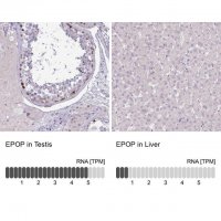 Anti-EPOP antibody produced in rabbit