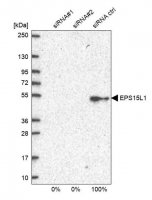 Anti-EPS15L1 antibody produced in rabbit