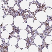 Anti-EPX antibody produced in rabbit 