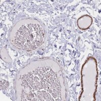 Anti-EPX antibody produced in rabbit 