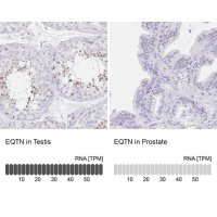 Anti-EQTN antibody produced in rabbit HPA015504-100UL