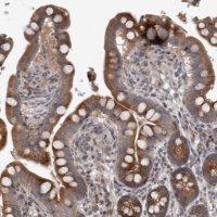 Anti-ERAL1 antibody produced in rabbit 