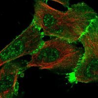Anti-ERBIN antibody produced in rabbit 