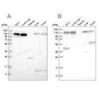 Anti-ERC1 antibody produced in rabbit