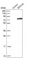 Anti-ERICH5 antibody produced in rabbit