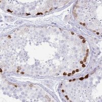 Anti-ERICH6 antibody produced in rabbit