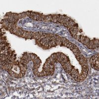 Anti-ERLIN2 antibody produced in rabbit 