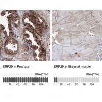Anti-ERP29 antibody produced in rabbit