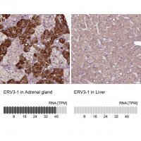 Anti-ERV3-1 
