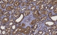 Anti-Erythropoietin Antibody, clone 6E5, ZooMAb� Rabbit Monoclonal 