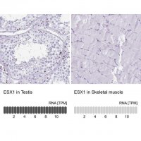 Anti-ESX1 antibody produced in rabbit 
