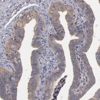 Anti-ESYT2 antibody produced in rabbit