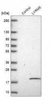 Anti-ETFRF1 antibody produced in rabbit 