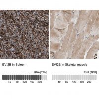 Anti-EVI2B antibody produced in rabbit