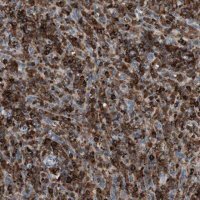 Anti-EVI2B antibody produced in rabbit