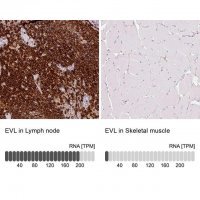 Anti-EVL antibody produced in rabbit
