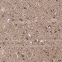 Anti-EXOG antibody produced in rabbit HPA012531-100UL