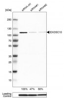 Anti-EXOSC10 antibody produced in rabbit HPA028470-100UL