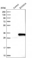 Anti-EXOSC4 antibody produced in rabbit 