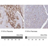 Anti-F11R antibody produced in rabbit 