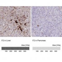 Anti-F2 antibody produced in rabbit 