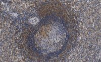 Anti-F4/80 Antibody, clone 2F10 ZooMAb� Rabbit Monoclonal 