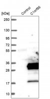 Anti-FAAP20 antibody produced in rabbit